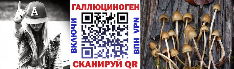 Галлюциногенные грибы Cubensis  Новомичуринск 
